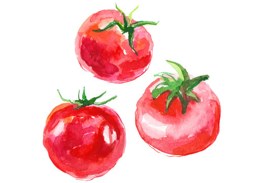 Watercolor painted tomato. Hand drawn fresh food design element isolated on white background.