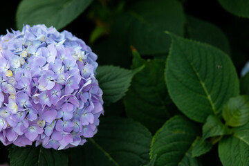 Obraz premium Beautiful purple hydrangea in the garden.