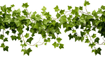 Fototapeta na wymiar Enchanting Ivy Trail Realistic Ivy Leaves or Ivy Greenery. Generative Ai