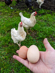 Two freshly laid eggs from free-range chickens on a farm.
