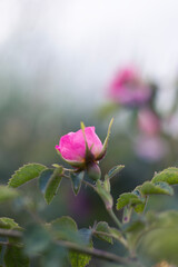 natura, piękno, róża, dzika róża, pączek kwiaty, różowy kwiat, wiosna, pink rose,...