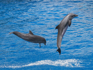 Acrobatie de dauphins