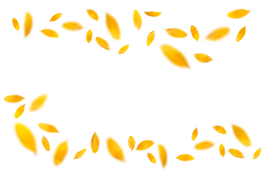 ヒマワリの花びらを切り抜いた、真夏の背景イメージ