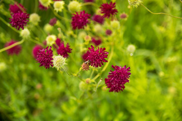 flowers in the garden