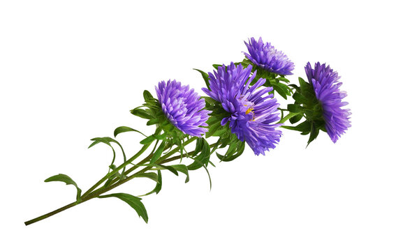 Purple aster flowers in a floral arrangement isolated on white or transprent background