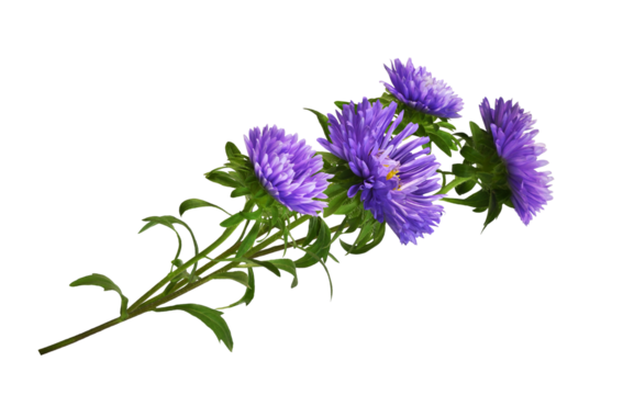 Purple aster flowers in a floral arrangement isolated on white or transprent background