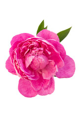 natura, piękno, piwonia, różowy kwiat, pink flower, natural, peony, かおう, 牡丹