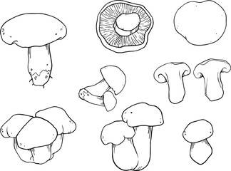 Mushroom doodle set. various Mushrooms hand drawn sketch. 