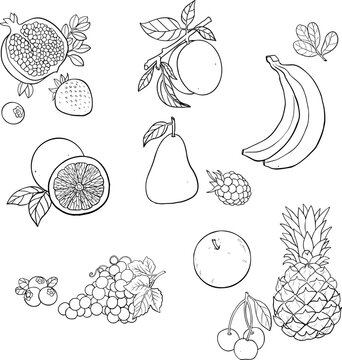 Vector sketch fruits and berries icons set. Decorative retro style collection hand drawn farm product for restaurant menu, market label.