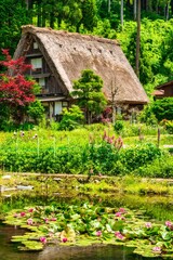 初夏の白川郷と蓮の花