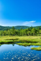 ヒツジグサ光る晴天の尾瀬