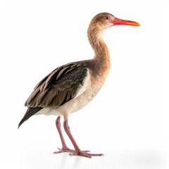 Clapper rail bird isolated on white. Generative AI
