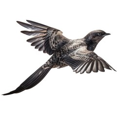 Common nighthawk bird isolated on white. Generative AI