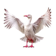 Glaucous-winged gull bird isolated on white. Generative AI