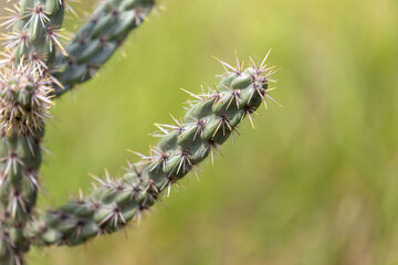 close up of thorns