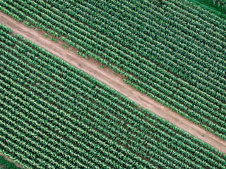 Crops on farmland from an aerial view