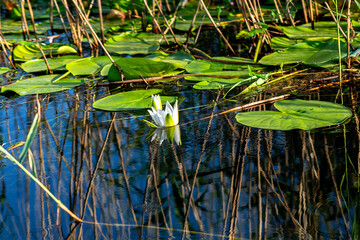 Lotus flowers blooming in June and July in Çivril Işıklı Lake