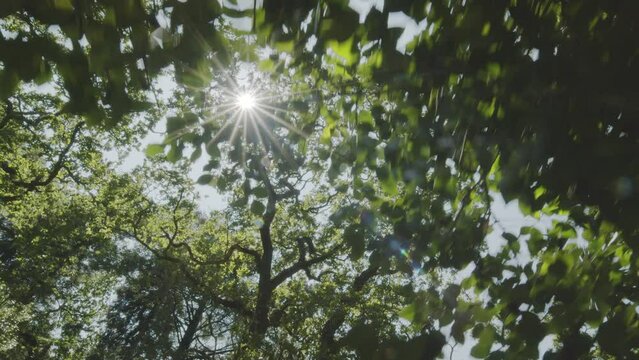 Upward view of the treetops in a dense summer forest with sunbeams breaking through the foliage. Slow motion forward camera, great background for any of your projects