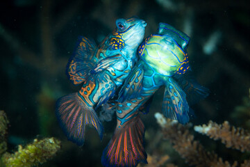 Mandarine Fish matting Lembeh Indonesia