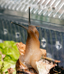 The garden snail is a terrestrial gastropod mollusk.A forest snail.