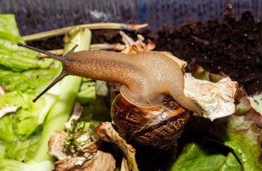 The garden snail is a terrestrial gastropod mollusk.A forest snail.A snail that came out of the shell.