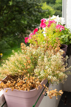 The process of withering summer flowers on a balcony or terrace, withered summer flowers in pots, the transition from summer to autumn
