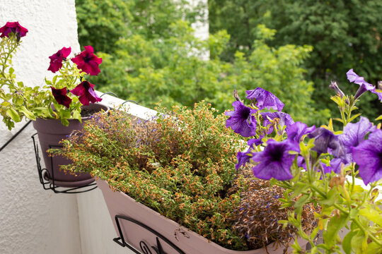 The process of withering summer flowers on a balcony or terrace, withered summer flowers in pots, the transition from summer to autumn