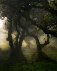 Arboles en bosque de fanal con niebla y persona en medio