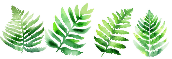 Sgreen fern leaf watercolor on white