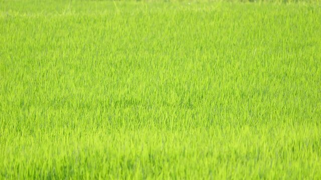 Rice swaying in the wind, rice fields in summer, agriculture