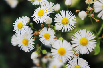 Fototapeta premium Daisies on a green blur background
