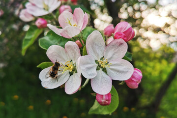 beautiful summer and spring flowers