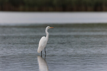 Great white Egret Ardea alba from Finistere, Brittany, France