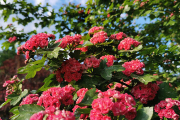 Obraz premium beautiful summer and spring flowers