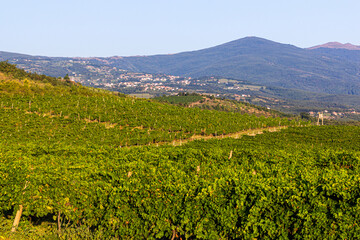 Fototapeta na wymiar View of vineyards in Kosovo