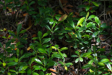 green and healthy mangroves seedling growing