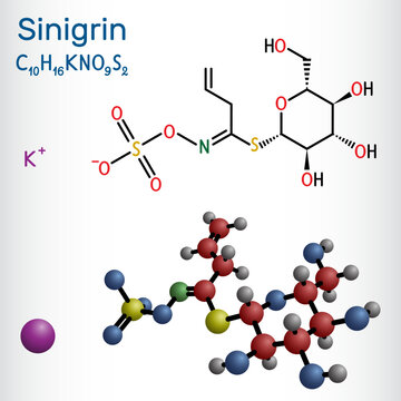 Sinigrin, allyl glucosinolate molecule. Glucosinolate from family of glucosides, found in plants of the family Brassicaceae. Structural chemical formula, molecule model. Vector