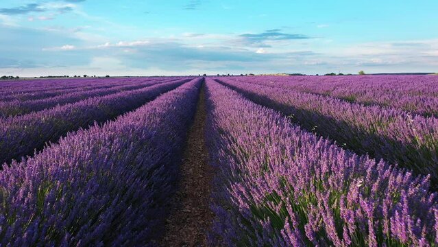 Blooming lavender fields with blue lavender flowers in summer Spain. Farm for the production of lavender oil. Aerial view from a drone.