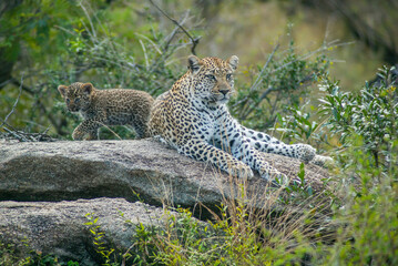 Leopard mum and cub