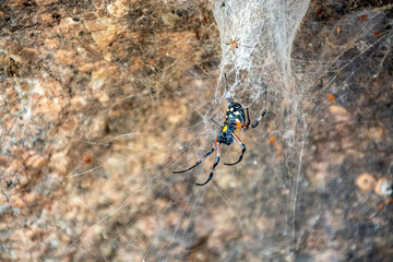 Aranha