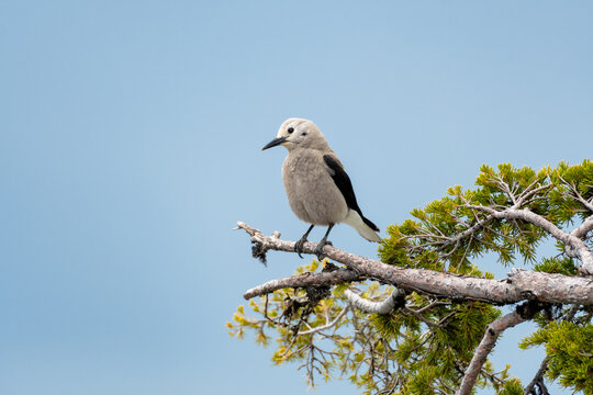 Clark's Nutcracker, a large grey bird perches on a branch in Crater Lake National Park in Oregon.