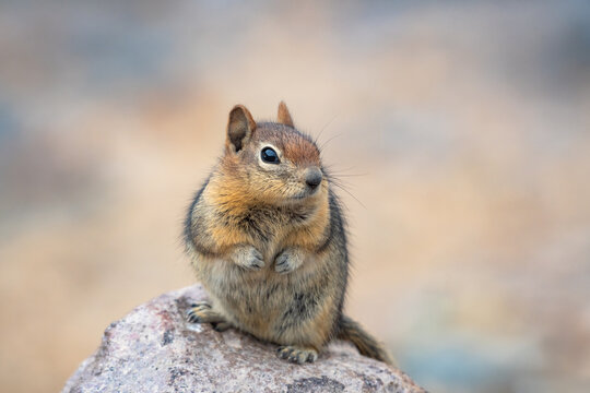 Cute ground squirrel sitting on a rock with pastel colored background. - Powered by Adobe