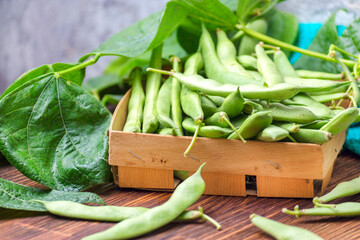 Pods of young, fresh, green asparagus beans