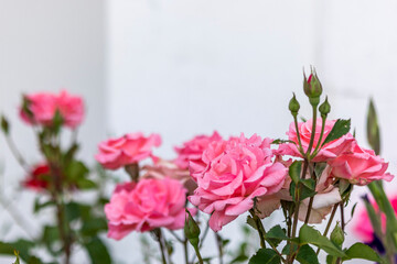 Obraz na płótnie Canvas View of pink roses on the garden