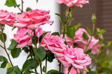 View of pink roses on the garden