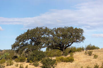 Typical countryside landscape of the Algarve region interior