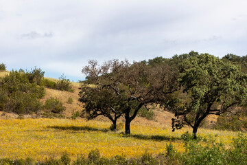 Typical countryside landscape of the Algarve region interior