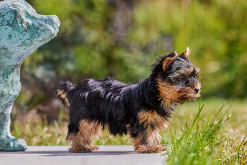 Pup of mini yorkshire terrier on the grass