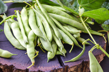 Pods of young, fresh, green asparagus beans