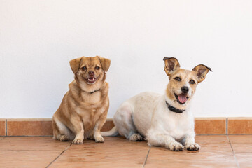 Two dogs over white wall